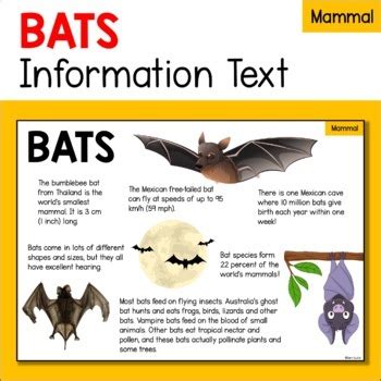 家裡 蝙蝠|蝙蝠資訊站 Bats information about Taiwan